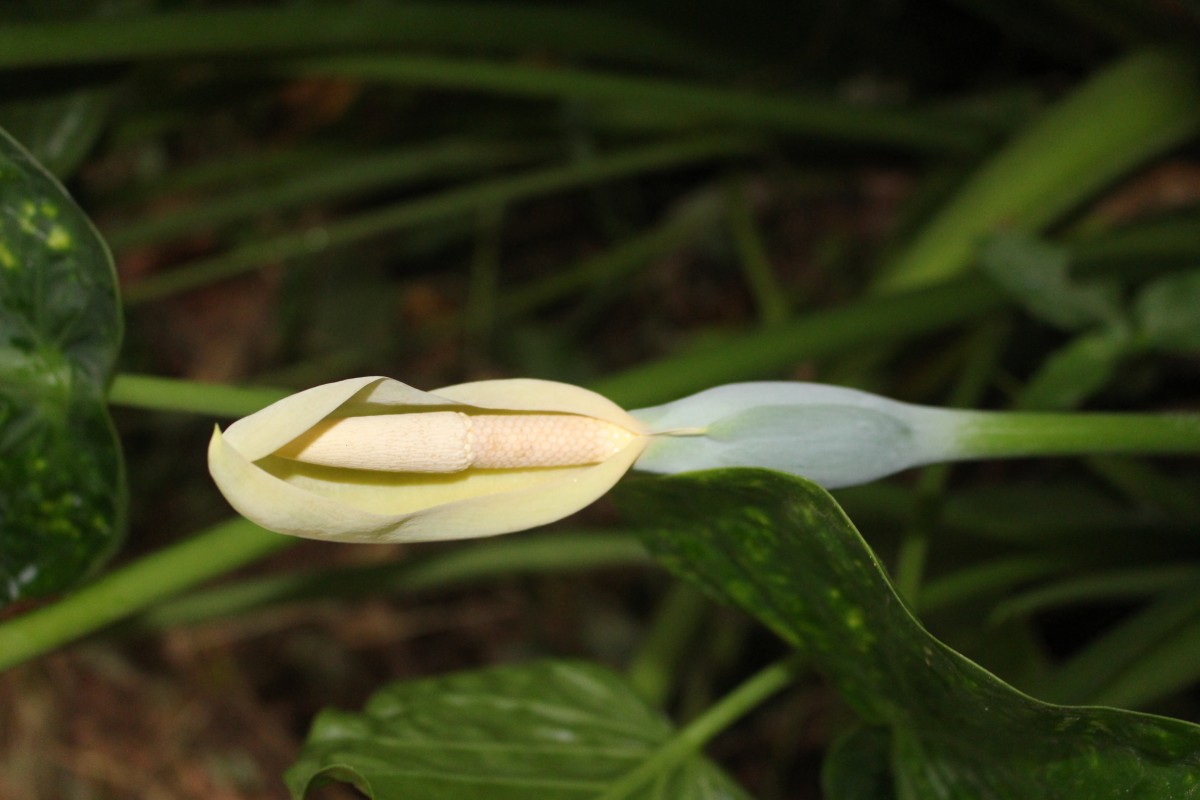 Alocasia cucullata (Lour.) G.Don